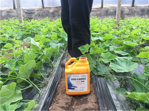 鱼蛋白水溶肥在黄瓜生长期施用方法