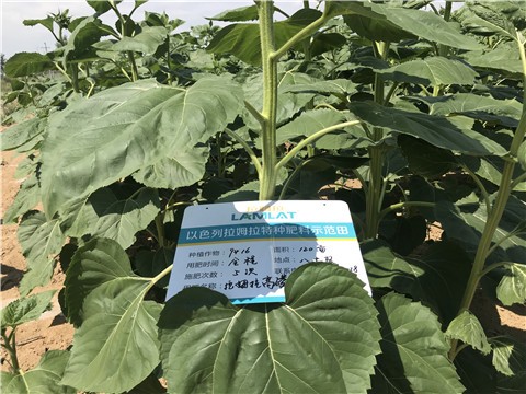 葵花重茬地怎么防治病害？