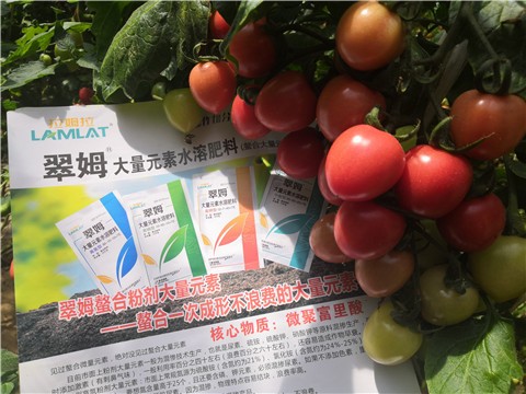 圣女果结果期使用什么水溶肥