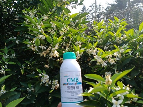  硼肥的作用和功效