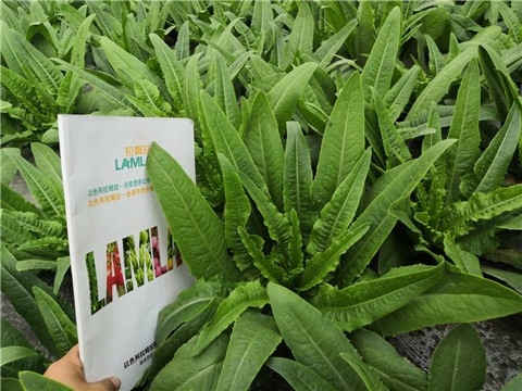 蔬菜苗期如何爆发式生根？