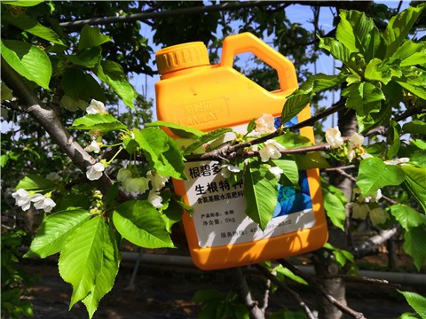   生根剂施用过多该如何解决？