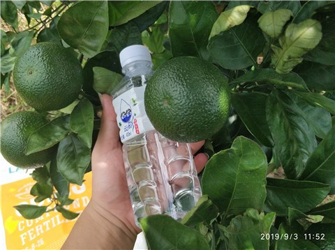 颗粒水溶肥在柑橘上如何使用