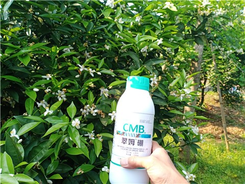 硼肥在什么时期使用好