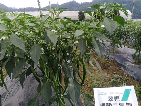 翠姆磷酸二氢钾怎么样？