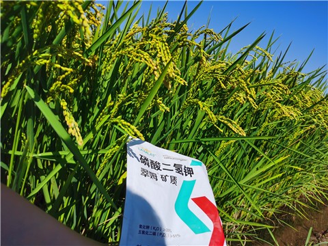 磷酸二氢钾是水稻增产高产的好帮手