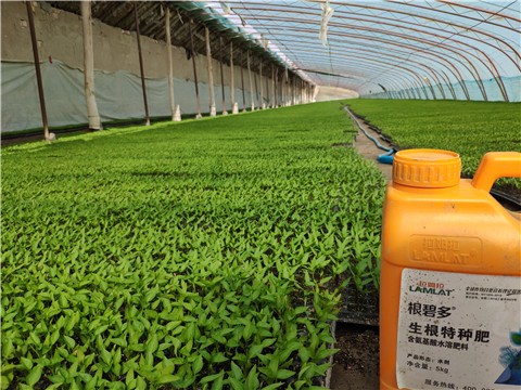 生根剂叶面喷施有效果吗