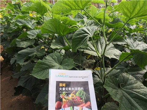 平衡型水溶肥的作用有哪些