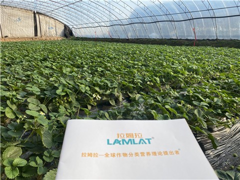 草莓用什么水溶肥好