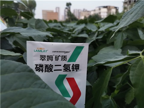 大豆种植管理技术