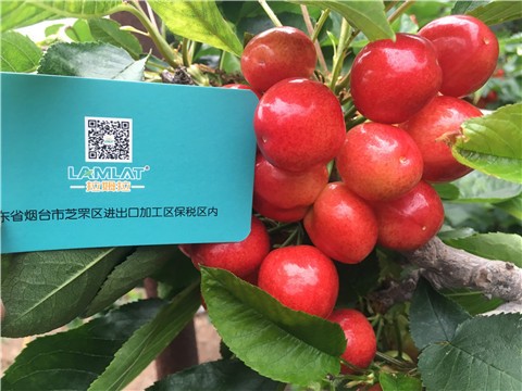 冲施肥能帮助樱桃高产吗？