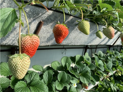 进口水溶肥种植户该如何选择