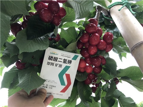 磷酸二氢钾的“秘密”，看这里就知道了